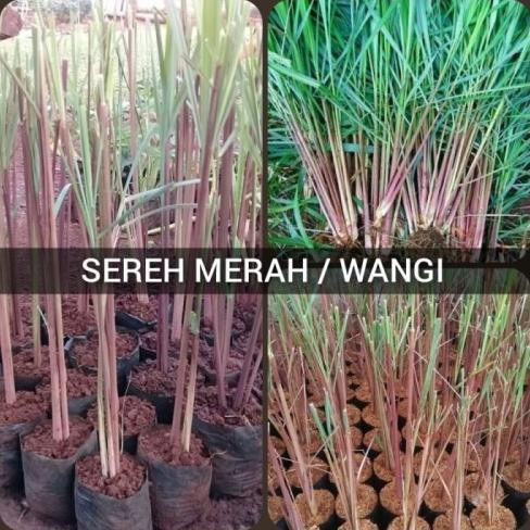 

Terlaris Best Sereh Wangi Bibit Tanaman Herbal
