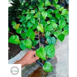 

Terlaris Bibit Sirih Hijau Herbal