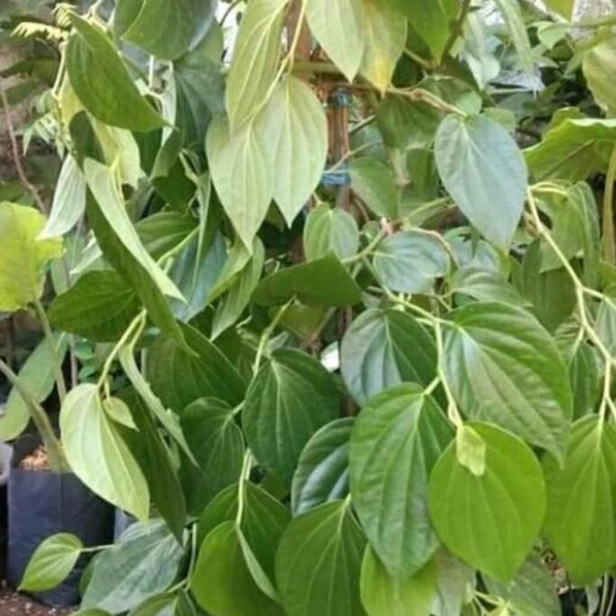 

Terlaris Bibit Daun Sirih Hijau