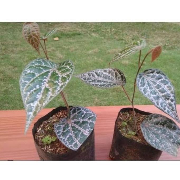 

Terlaris Bibit Sirih Merah Asli Tinggi 30-40 Cm Pegtwe 4019Ac