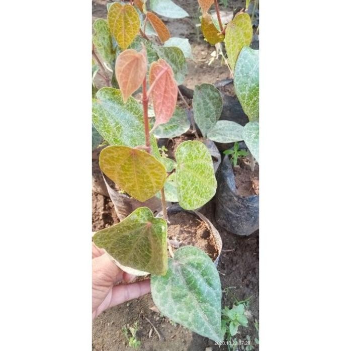 

Terlaris Bibit Sirih Merah (Siap Tanam) Super Ealpfw 0926Ky