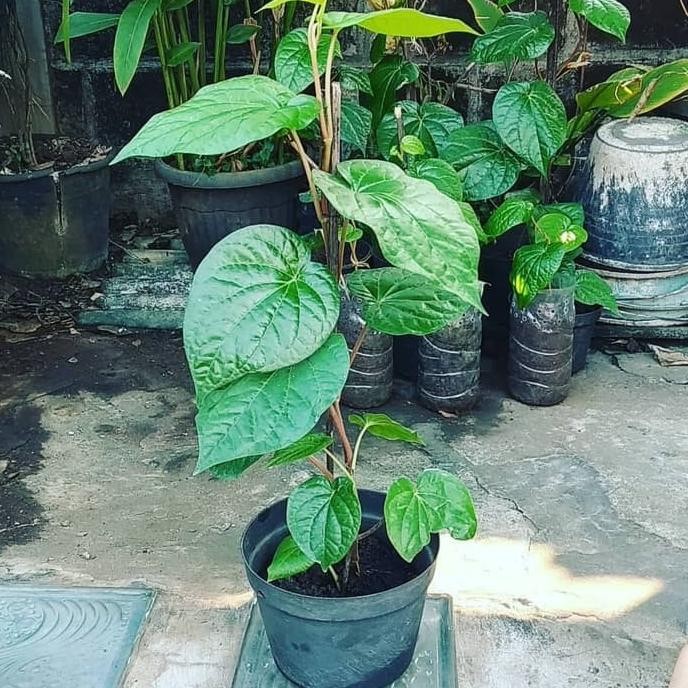 

Terlaris Bibit Herbal Daun Sirih Hijau Kaya Manfaat Super Unggul Tzflnz 7827Sw