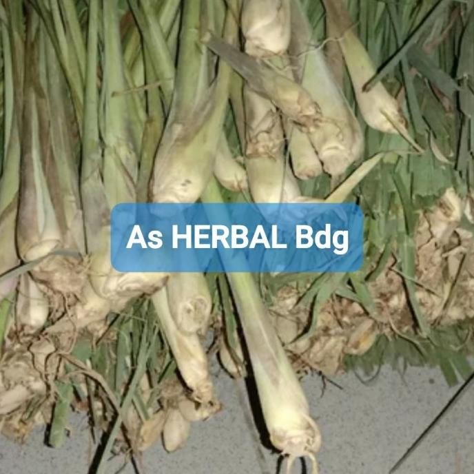 

Terlaris Bibit Sereh Gajah Sereh Jumbo Sereh Bangkok Isi 10 Pohon