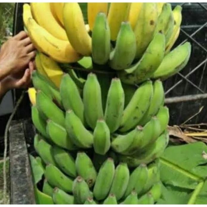 

Terlaris Bibit Pisang Raja Sereh Kultur Jaringan Berkualitas Busypa 3337Cp