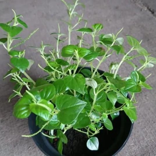 

Terlaris Jual Bibit Daun Sirih China Herbal 25 Bibit Pohon Sirih Herbal Kwalitas Asli