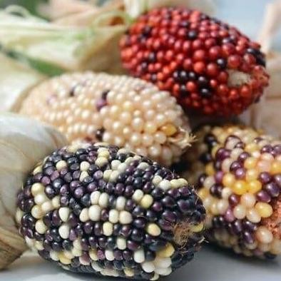 

Terlaris Benih - Biji - Bibit Jagung Hias Jagung Unik Indian Berries Popcorn