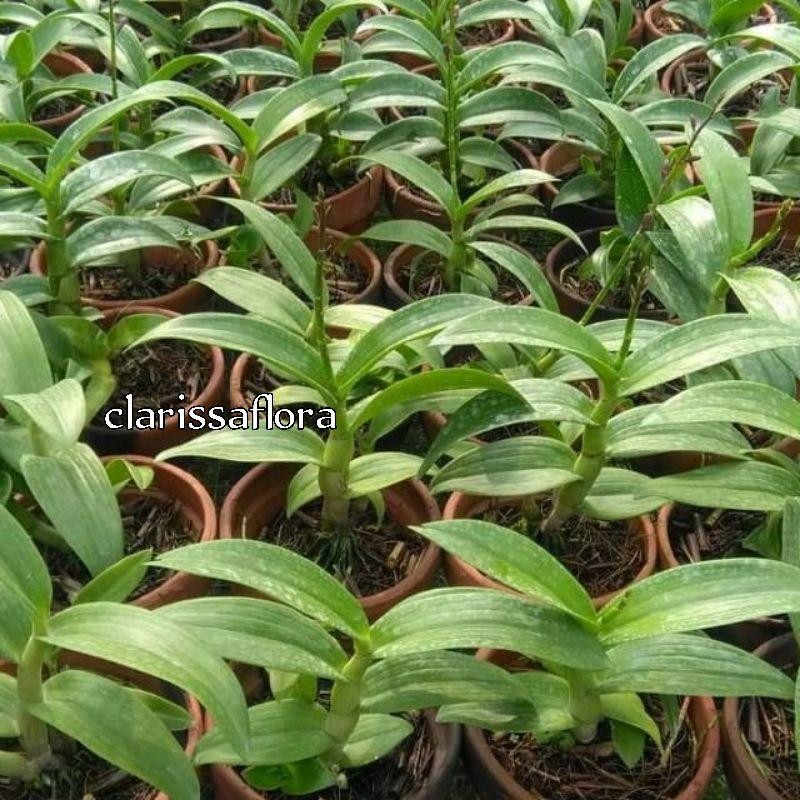 Anggrek Dendrobium Keriting Kuning Sudah Spike/Knop