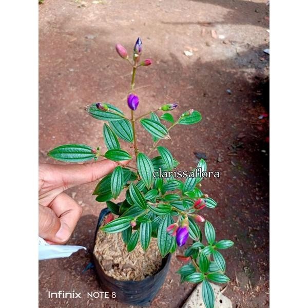 Pohon Senggani Ungu - Senggani Hias - Tanaman Hias