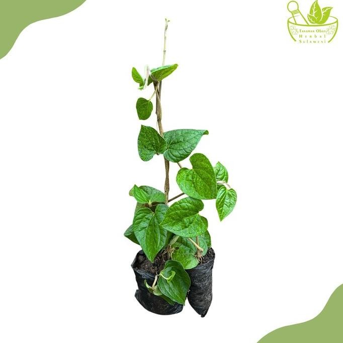 

Terlaris Tanaman Herbal Daun Sirih Hijau/ Bibit Tanaman Obat Daun Sirih Hijau