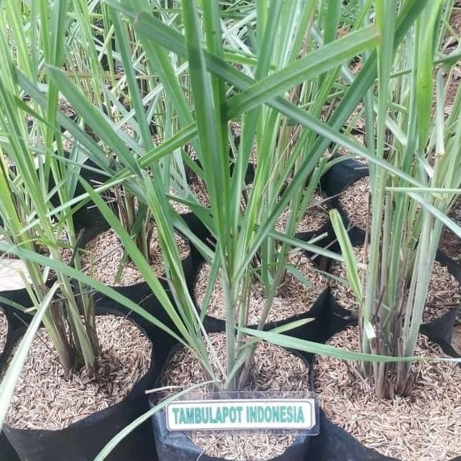

Terlaris Bibit Sereh Wangi Tanaman Herbal Bumbu Masak Daun Sereh Pohon Sereh