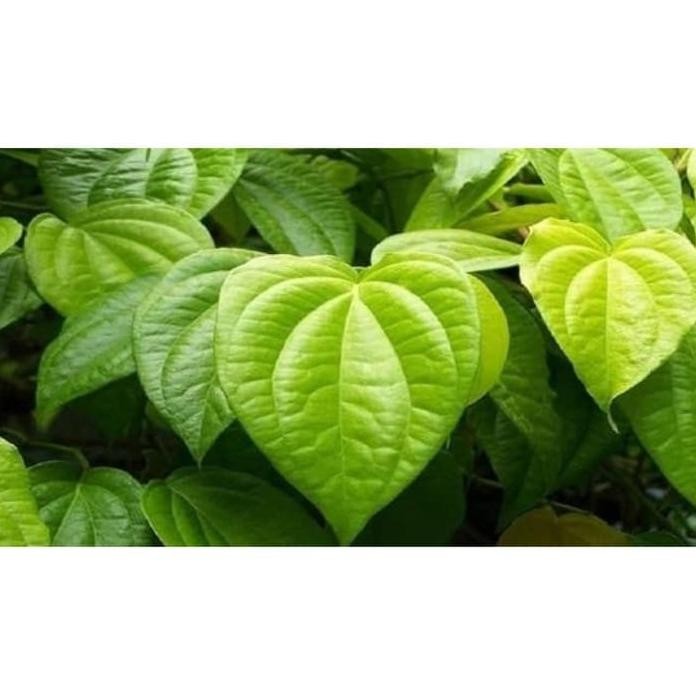 

Terlaris Bibit Tanaman Herbal Sirih Kuning Tanaman Obat Hidup Tah Pispgi 7769Ww