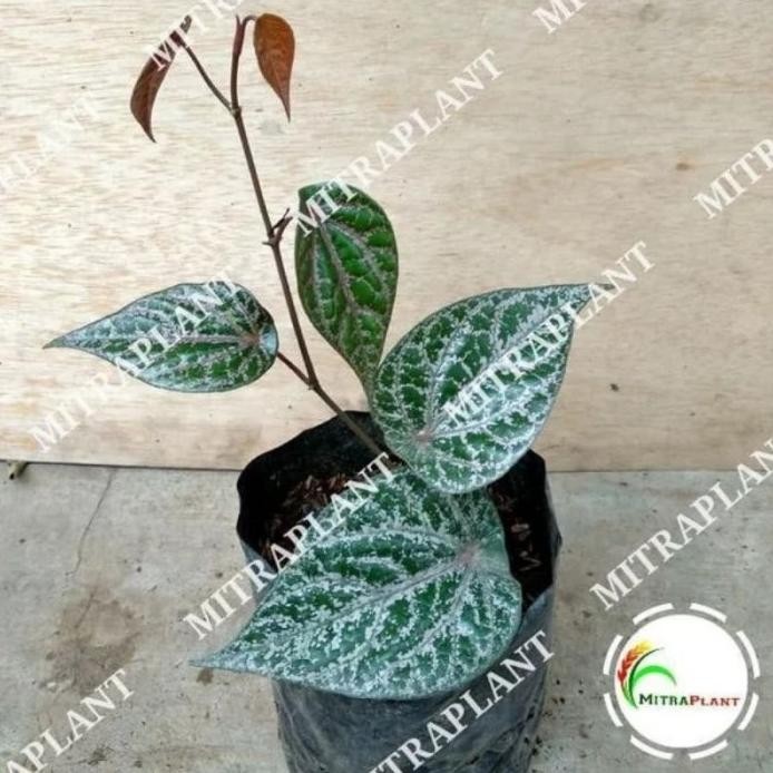 

Terlaris Terlaris Bibit Pohon Sirih Merah - Tanaman Daun Sirih Merah - Tanaman