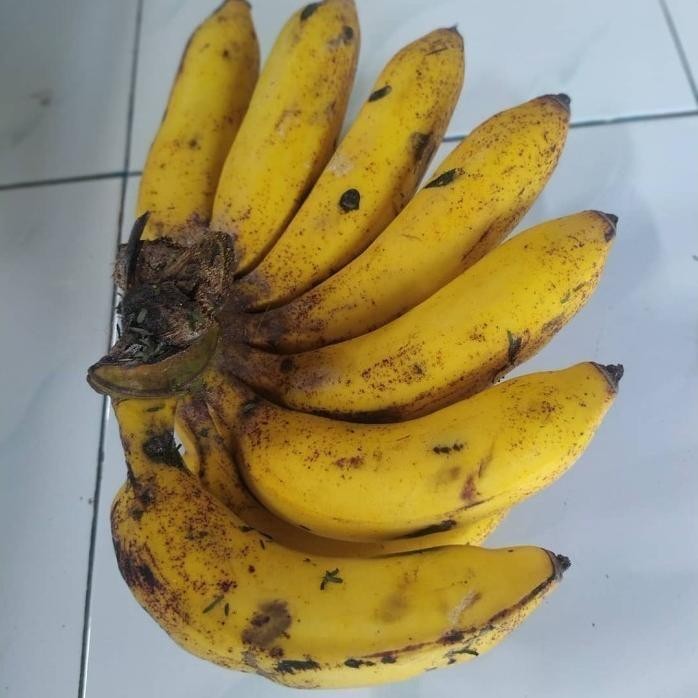 

Terlaris Bibit Tanaman Pisang Raja Sereh - Susu Supeerr