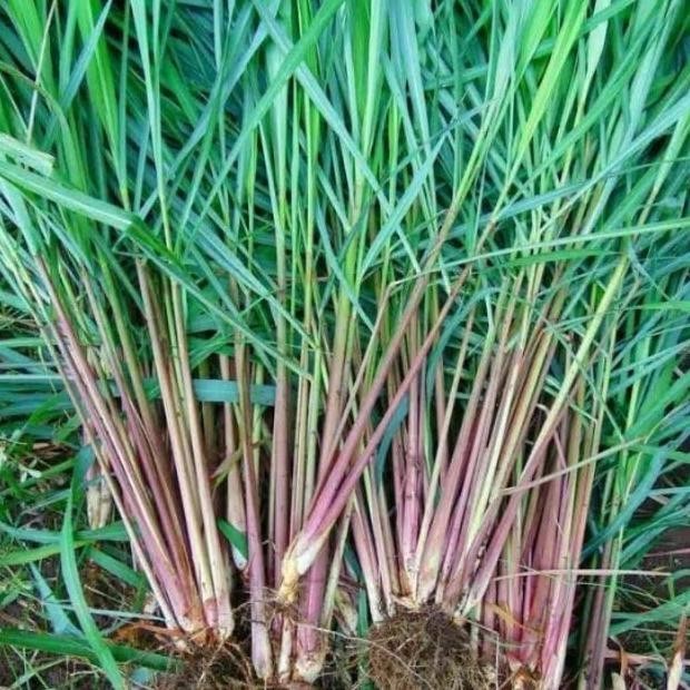 

Terlaris Cod Bibit Tanaman Sereh Wangi/Sereh Merah Asli