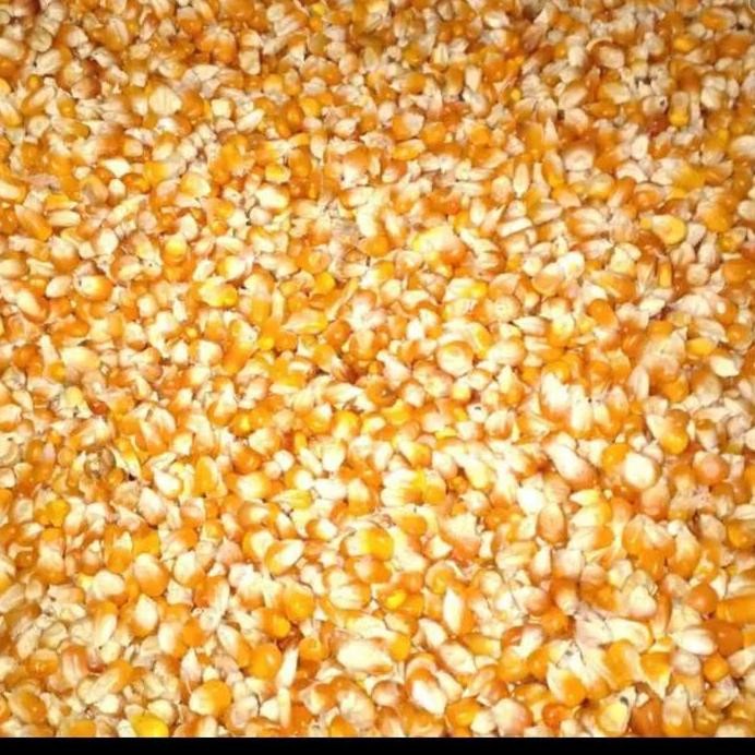 

Terlaris Jagung Kristal 1 Kilo Bulat Kecil Pakan Burung Merpati Ayam