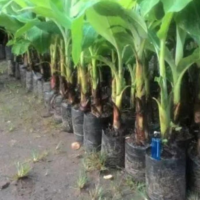

Terlaris Bibit Pohon Pisang Raja Sereh Super