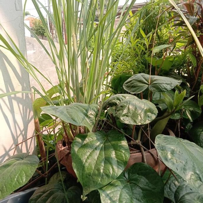 

Terlaris Bibit Pohon Sereh