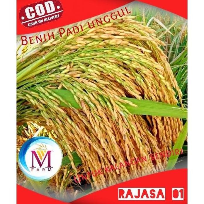 

Terlaris Original Benih Padi Rajasa 01 5Kg