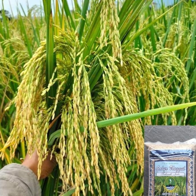 

Terlaris Bibit/Biji/ Benih Padi Srikandi Jumbo 5Kg