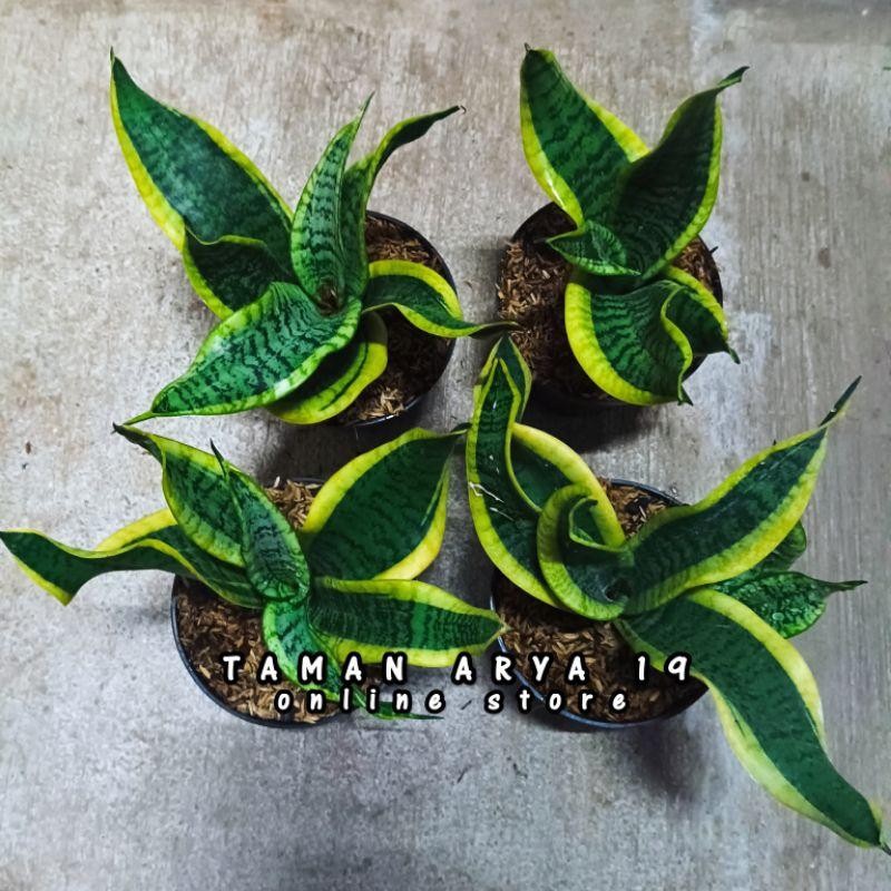 Sansivera Twister Sensivera Twister Lidah Mertua Mini