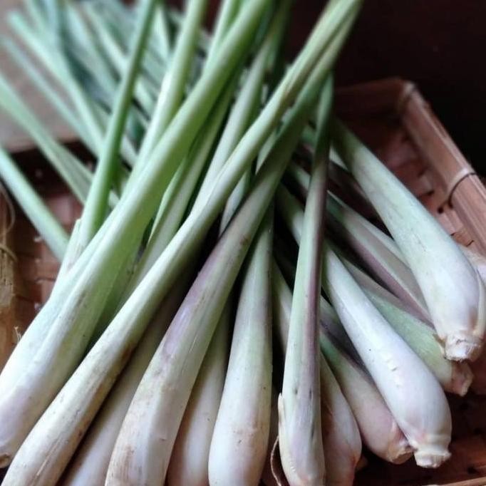 

Terlaris Serai / Sereh / Bibit Serai Per Biji