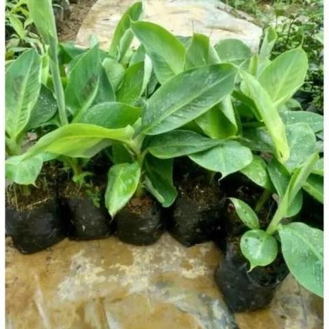

Terlaris Bibit Pisang Raja Sereh Super