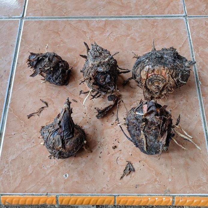 

Terlaris Bibit Bonggol Pisang Raja Sereh / Susu Super
