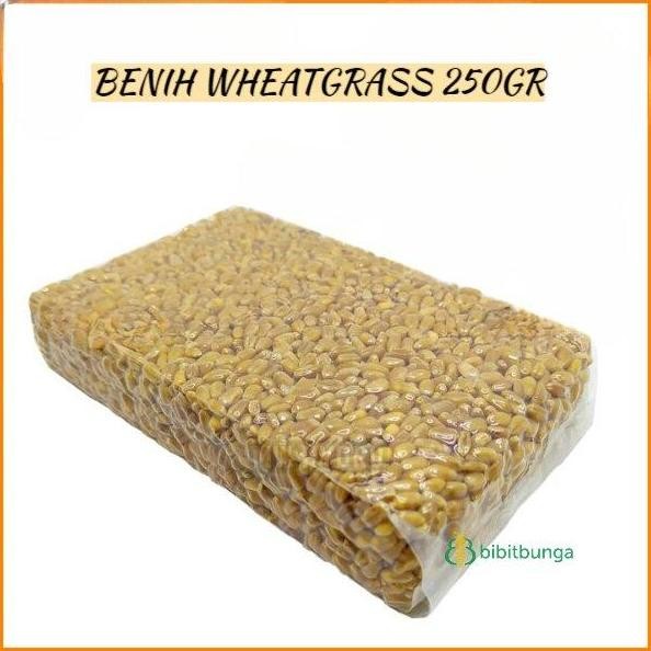 

Terlaris Benih Bibit Wheatgrass 250Gr Wheat Grass Biji Rumput Gandum Cat Kucing