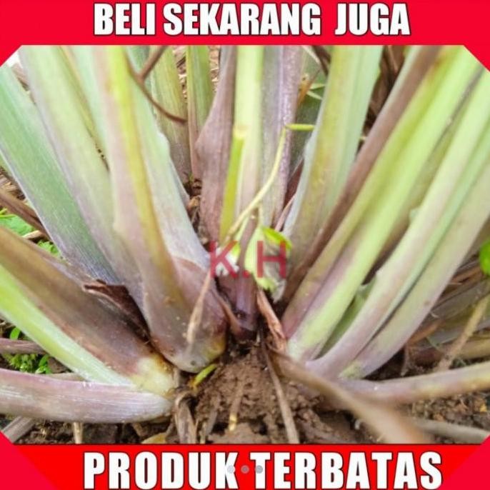 

Terlaris Sereh Seray Bibit Sereh Sayur 1Kg