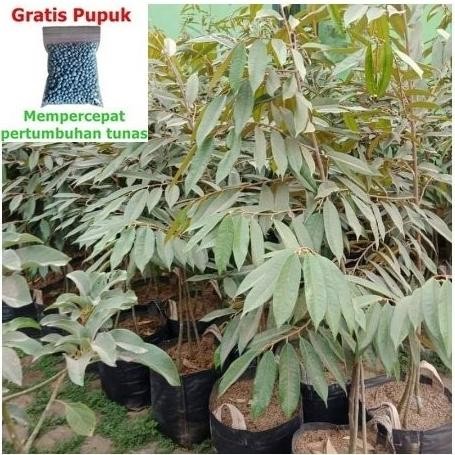 

Terlaris Bibit Durian Montong Kaki 3 Okulasi 30-50 Cm Gratis Pupuk 25G Npk