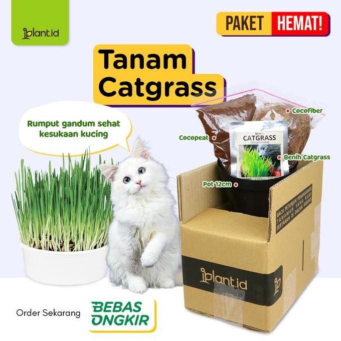 

Terlaris Paket Biji Rumput Gandum, Rumput Kucing, Benih Catgrass + Media + Pot