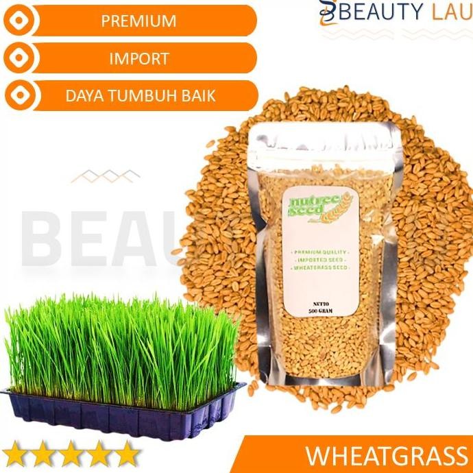 

Terlaris Benih Wheatgrass 500Gr Bibit Rumput Gandum Biji Cat Grass Microgreen