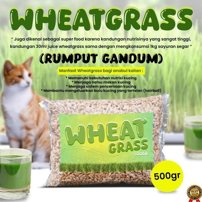 

Terlaris 500 Gram Bibit Benih Wheat Grass Rumput Gandum Bisa Diminum
