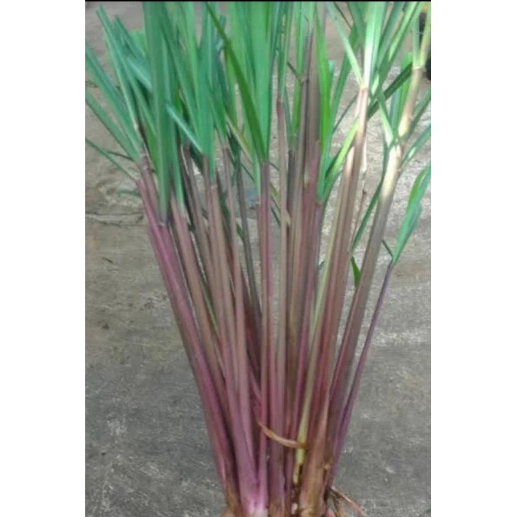 

Terlaris Bibit Sereh Merah Wangi