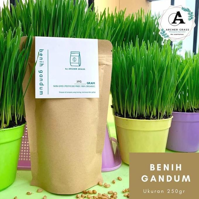 

Terlaris Benih Gandum / Cat Grass / Pet Grass Premium 250Gr.