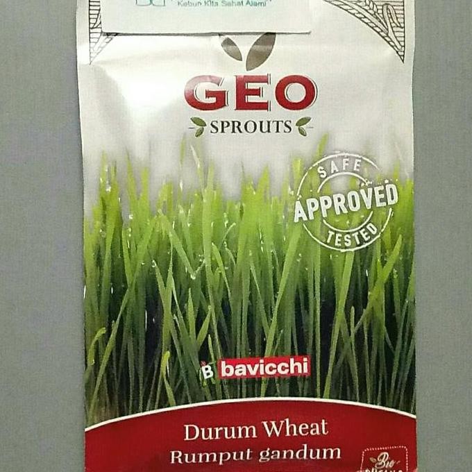 

Terlaris Bibit Organik Geo Microgreen Wheatgrass S. Cappeli Benih Rumput Gandum