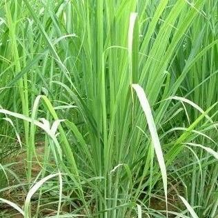 

Terlaris Bibit Tanaman 4 Bibit Sereh Tanaman Herbal Daun Bumbu Masak