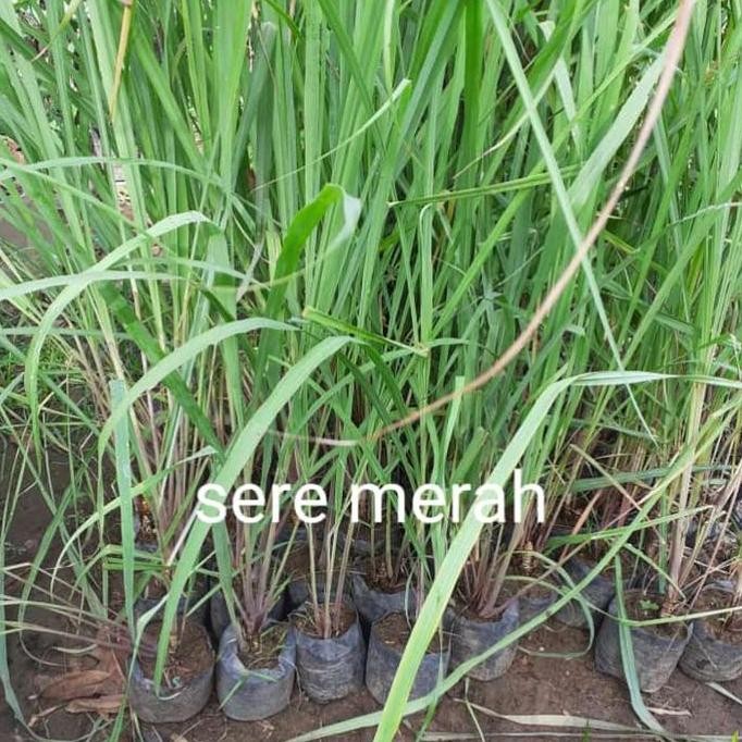 

Terlaris Bibit Tanaman Sereh Merah Herbal - Tanaman Herbal - Sereh Merah