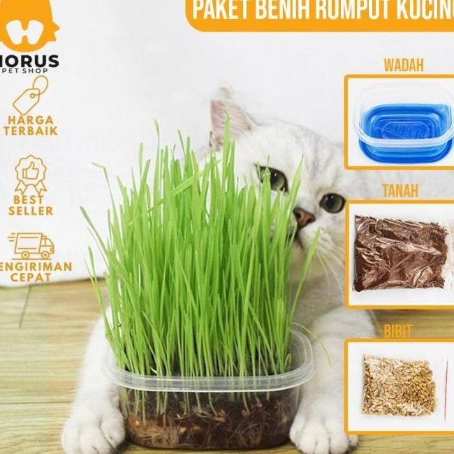 

Terlaris Ankn Rumput Kucing Paket Benih Seed Cat Grass Rumput Gandum Makanan Kucing