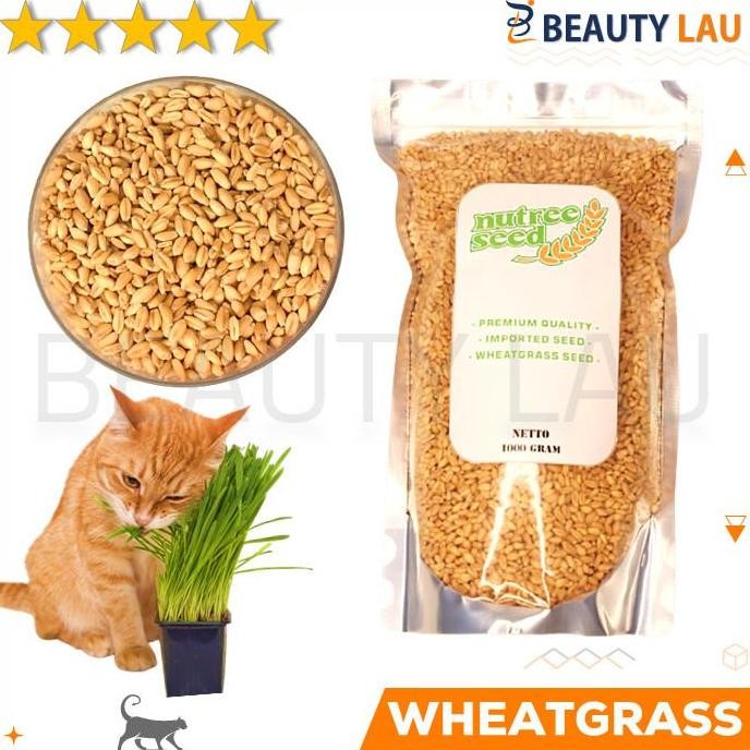 

Terlaris Benih Wheatgrass 1Kg Bibit Rumput Gandum Untuk Kucing Biji Wheat Grass