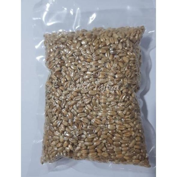 

Terlaris Biji Gandum Benih Wheat Grass