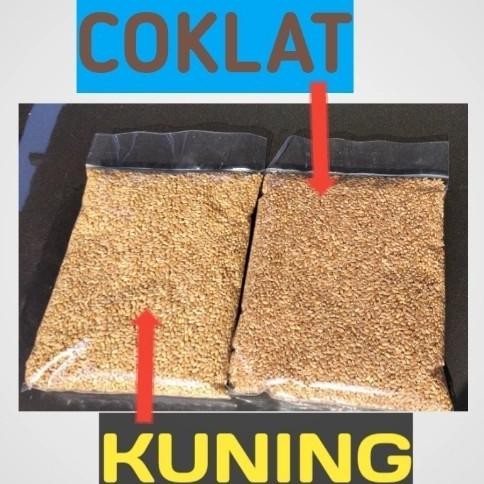 

Terlaris H1Catgrass Seed Import/Wheatgrass/Benih Rumput Gandum Isi 1 Kilogram - Kuningtbk