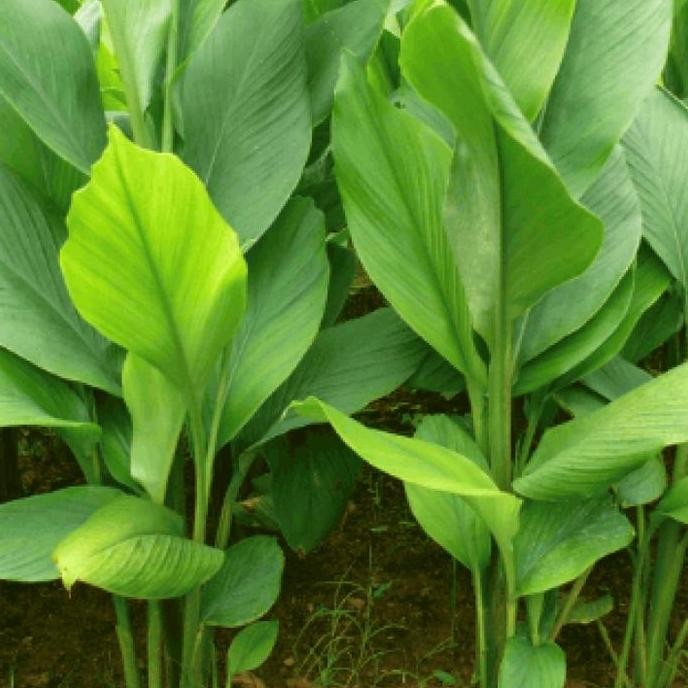 

Terlaris Bibit Pohon Temulawak