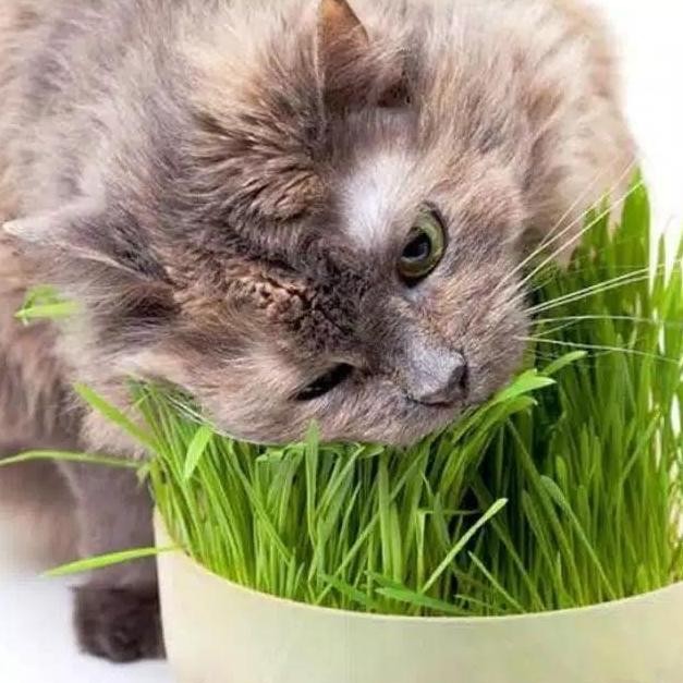 

Terlaris Benih Biji Gandum Rumput Kucing 50Gr