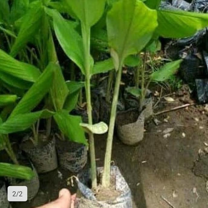 

Terlaris Bibit Tanaman Temulawak Herbal Alami