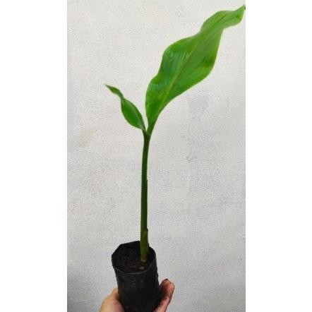 

Terlaris Bibit Herbal Temulawak Przzck 6694Sb