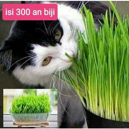

Terlaris (300 Biji) Benih Rumput Gandum (Makanan Kucing/Anjing)