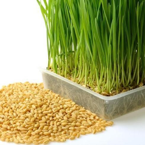 

Terlaris Benih Biji Seeds Wheatgrass Wheat Cat Grass Rumput Gandum Seeds 50Gr Import Rumput Tanam