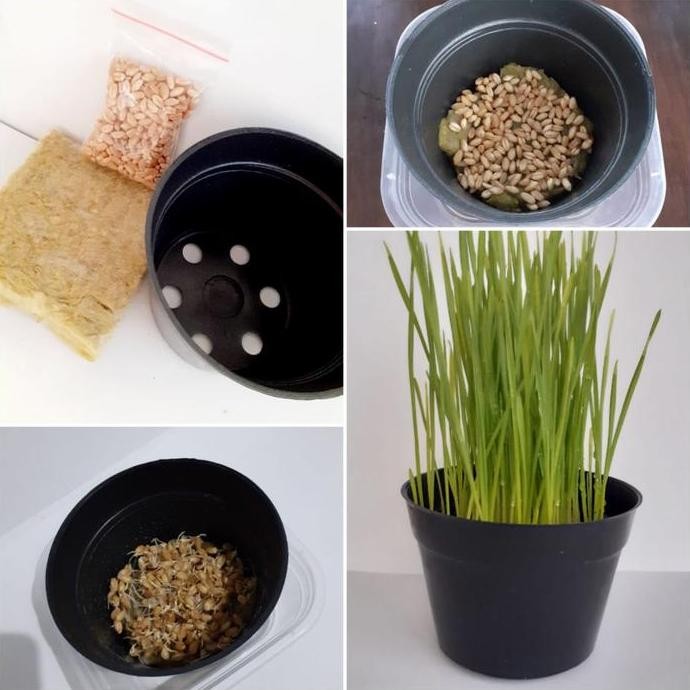 

Terlaris Benih Rumput Gandum / Wheatgrass