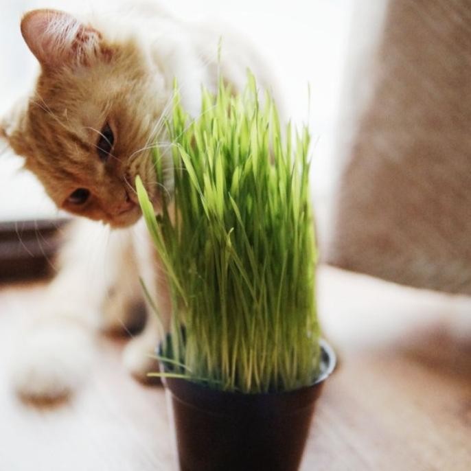 

Terlaris Benih Bibit Rumput Kucing Gandum Wheatgrass Catgrass Imp Tawbyo 4766Ga